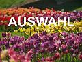 10 Auswahl